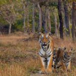 International tiger safari to be developed at Chandrapur: Mungantiwar